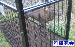 20151117 deer_mini.JPG